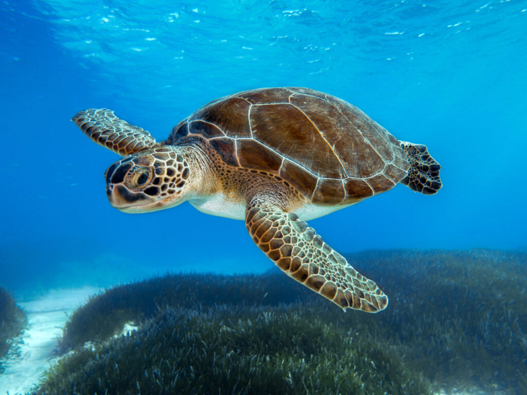 View sea turtles at the Pea Island National Wildlife Refuge