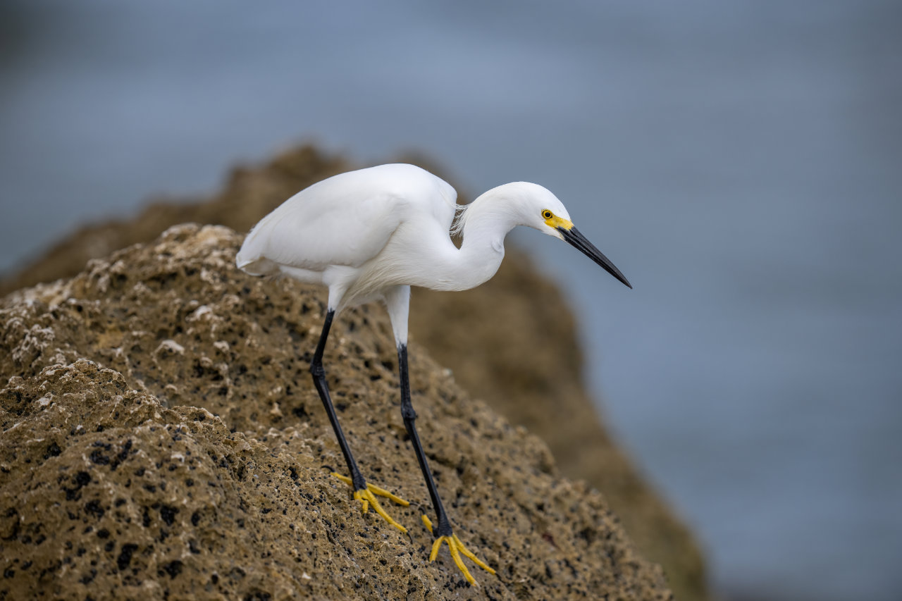 an egret standing on a coastline